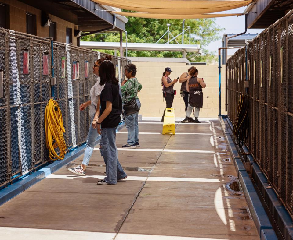 Multiple people in a outside corridor looking into dog kennels
