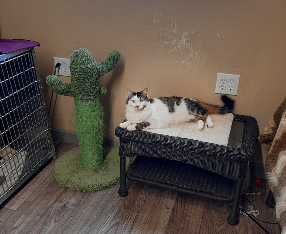 A cat lying on a bed in the Benson Animal Shelter shed, next to a cactus shaped cat tree