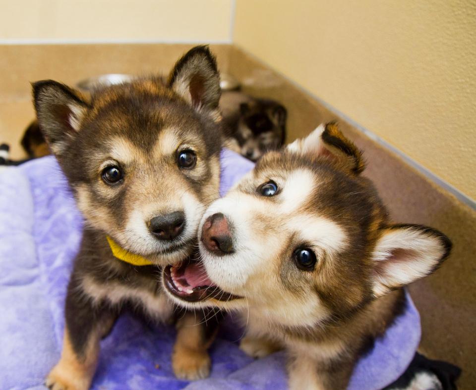 Two malamute puppies in foreground, with one playfully nipping at the other