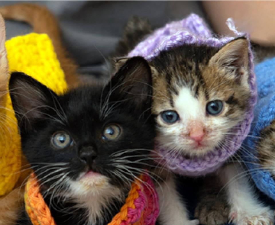 4 kittens in sweaters