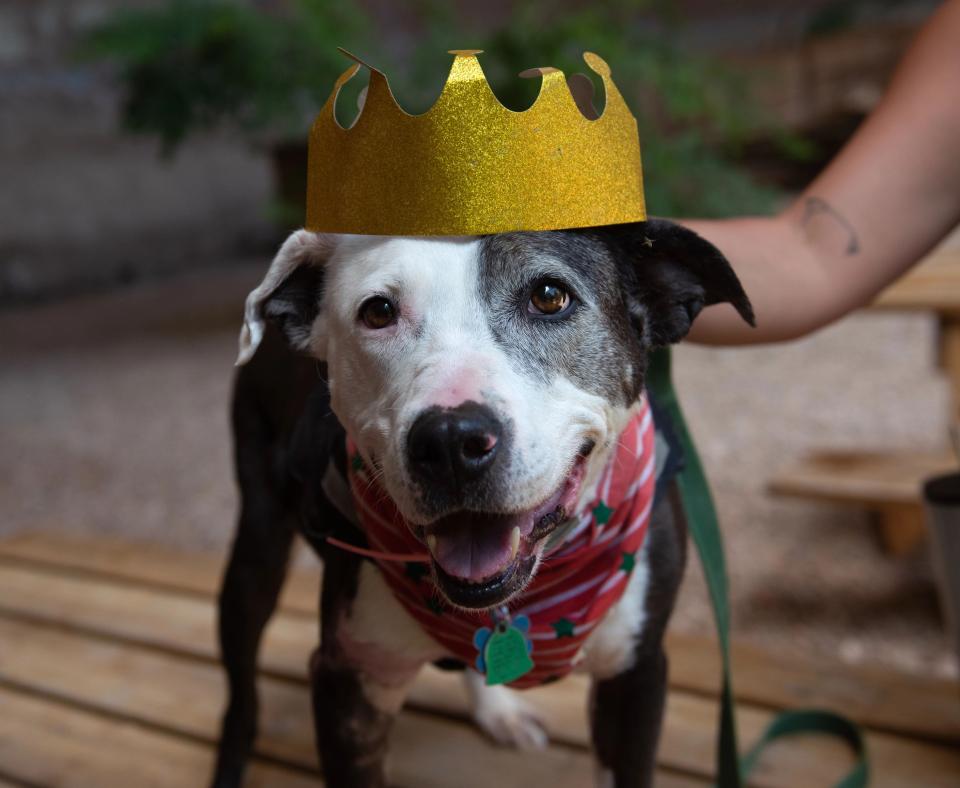 Rosita the dog smiling and wearing a gold crown, with a person's hand touching her