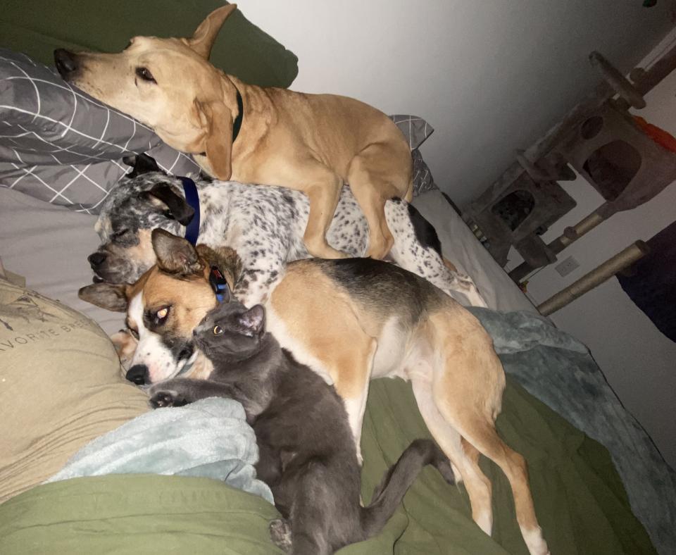 Dealla lying with a bunch of other dogs and a cat in bed snuggled together