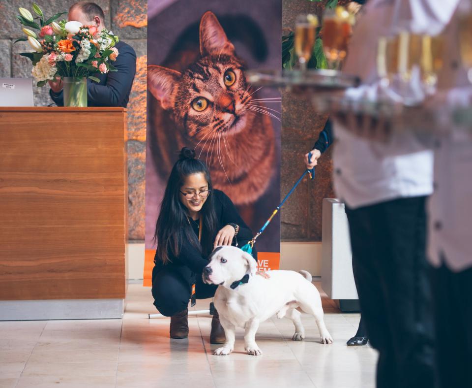 Smiling person bending down to pet a dog under a large cat photograph