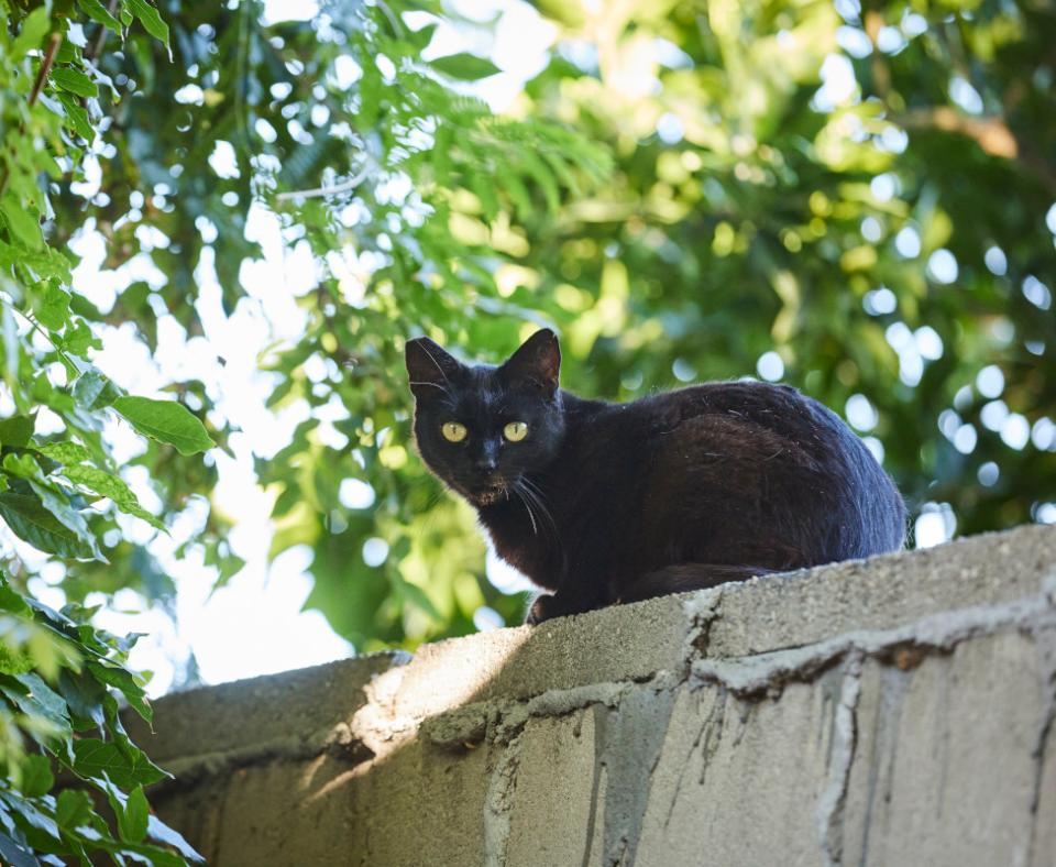 Black community cat on a fence surrounded by leaves