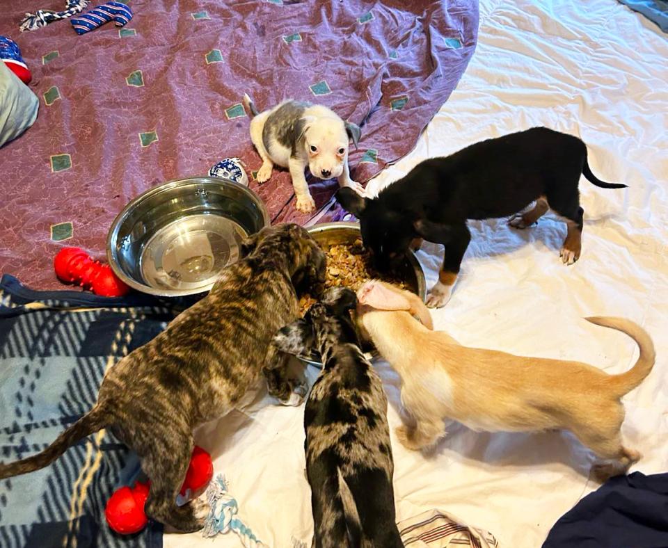 Sonny and his littermates on some blankets, in a circle eating from the same food bowl