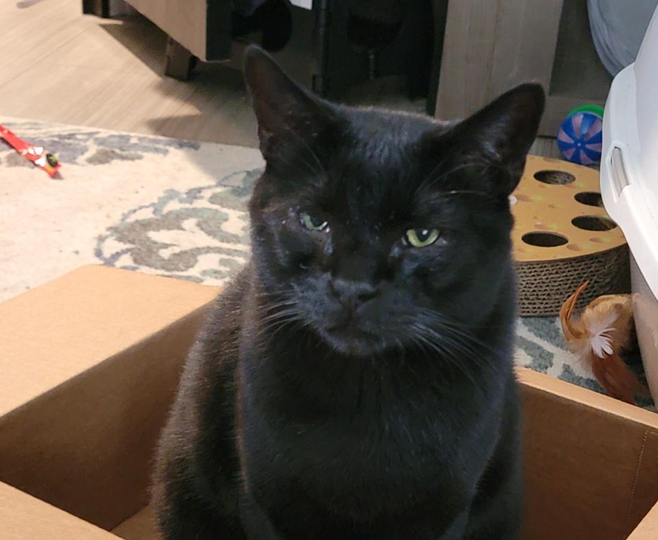 Binx the cat sitting in a box