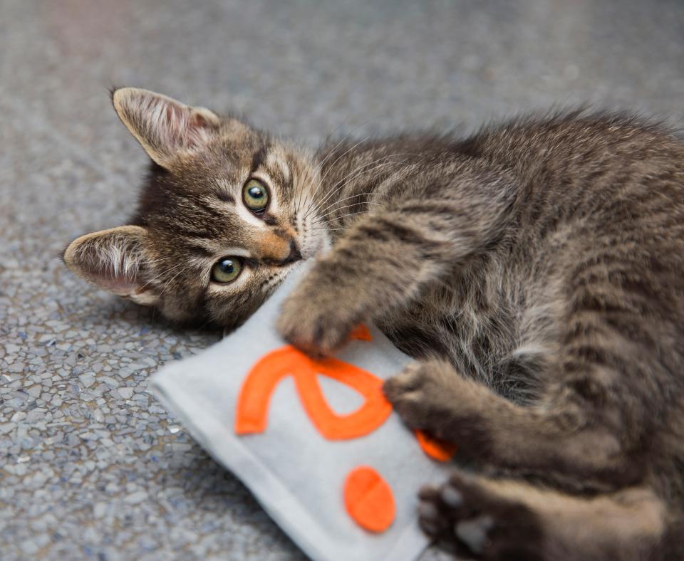 Kitten playing with catnip toy with Best Friends logo on it