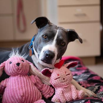 Pit bull type dog lying on blanket with two pink stuffed toys