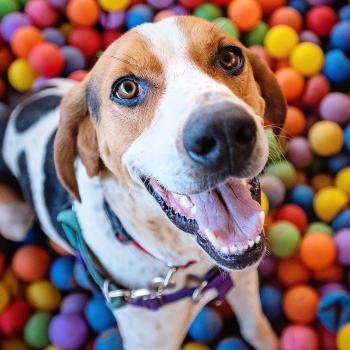 Happy dog smiling at camera from colorful ball pit
