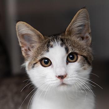 The face of a brown tabby and white cat in a kennel