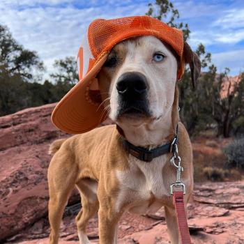 Dog wearing orange hat on hiking trail