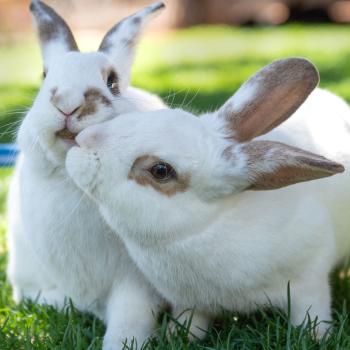 Two white rabbits who are kissing in the green grass