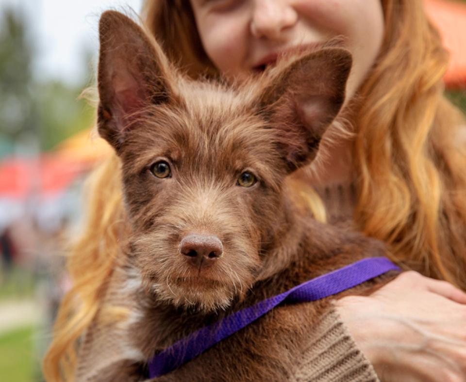 Woman holding small brown dog at festival