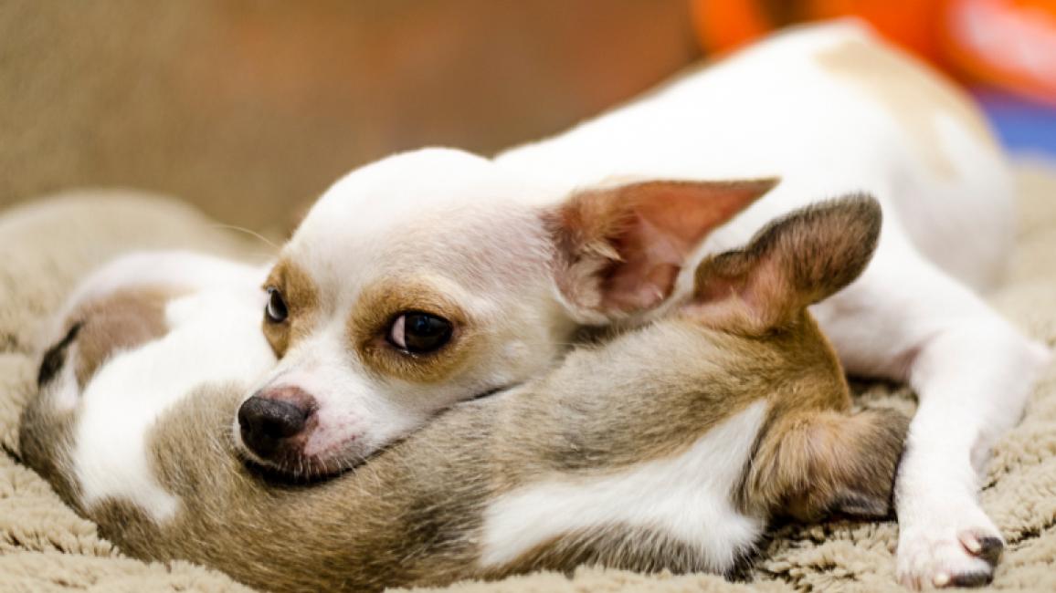 Pinky-distrustful-Chihuahua-puppies-2624.jpg