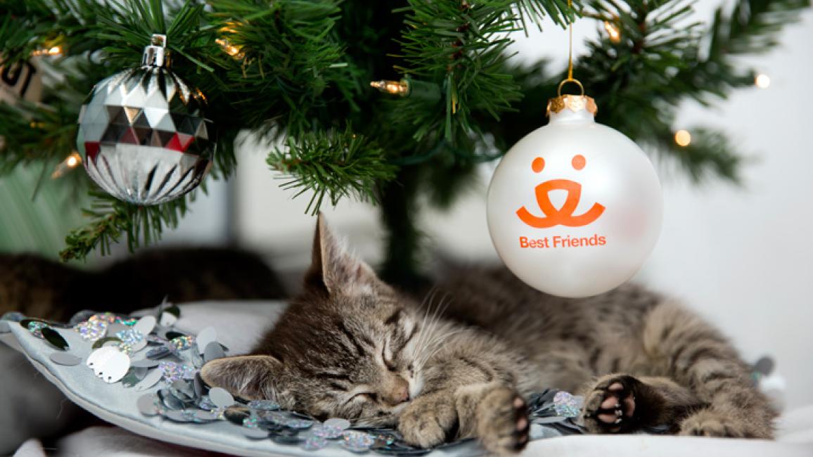 Tabby-kitten-sleeping-under-Christmas-tree-9768sak.jpg