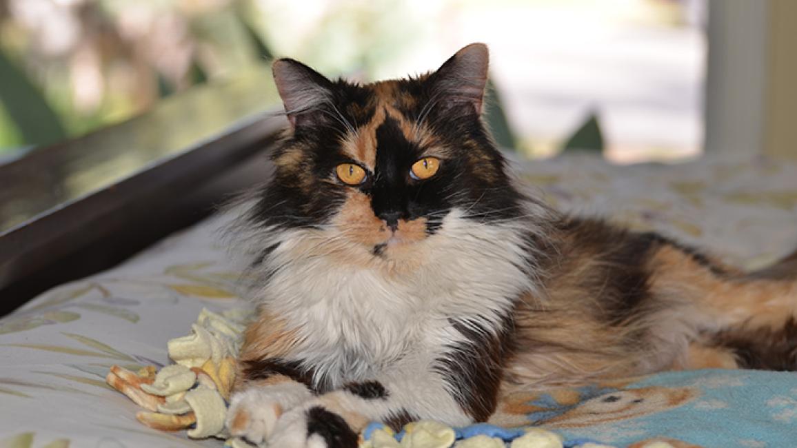 Feline-leukemia-adoption-Roxie.jpg