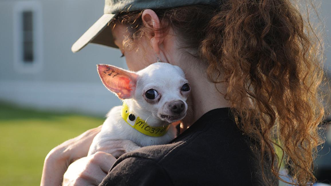 Puppy-mill-Elizabeth-Chihuahua.jpg