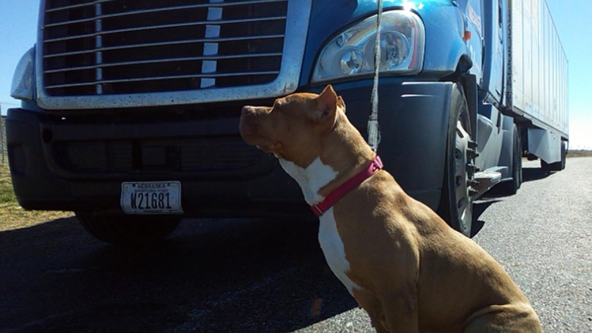Truck-driver-dog-adoption-Bella-courtesy-of-Brian-Sides-2-.jpg