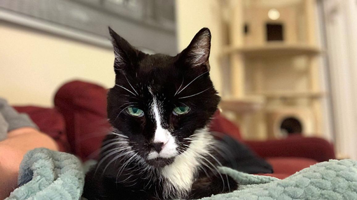 Senior-cat-adoption-Mr-Meows-2-courtesy-of-Emily-Sahsah.jpg