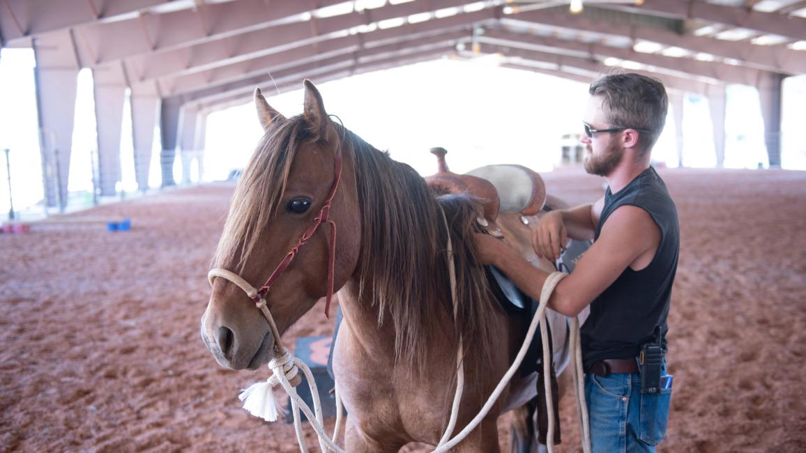 Equine trainer Christian Mathews putting a saddle on Byron the mustang