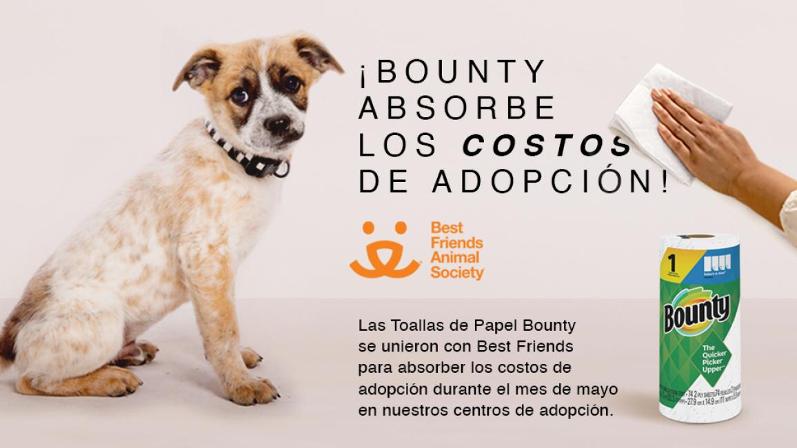 Graphic featuring a dog with a hand wiping with Bounty paper towel and text in Spanish