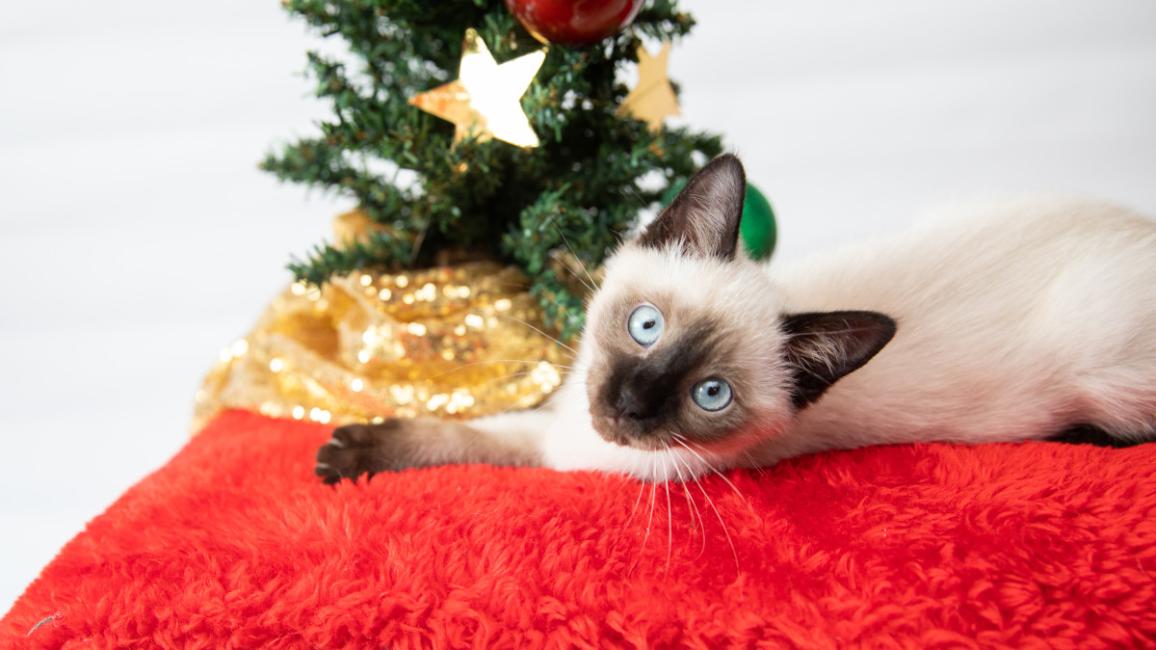 Siamese kitten lying in front of a very small holiday tree with ornaments on a red mat
