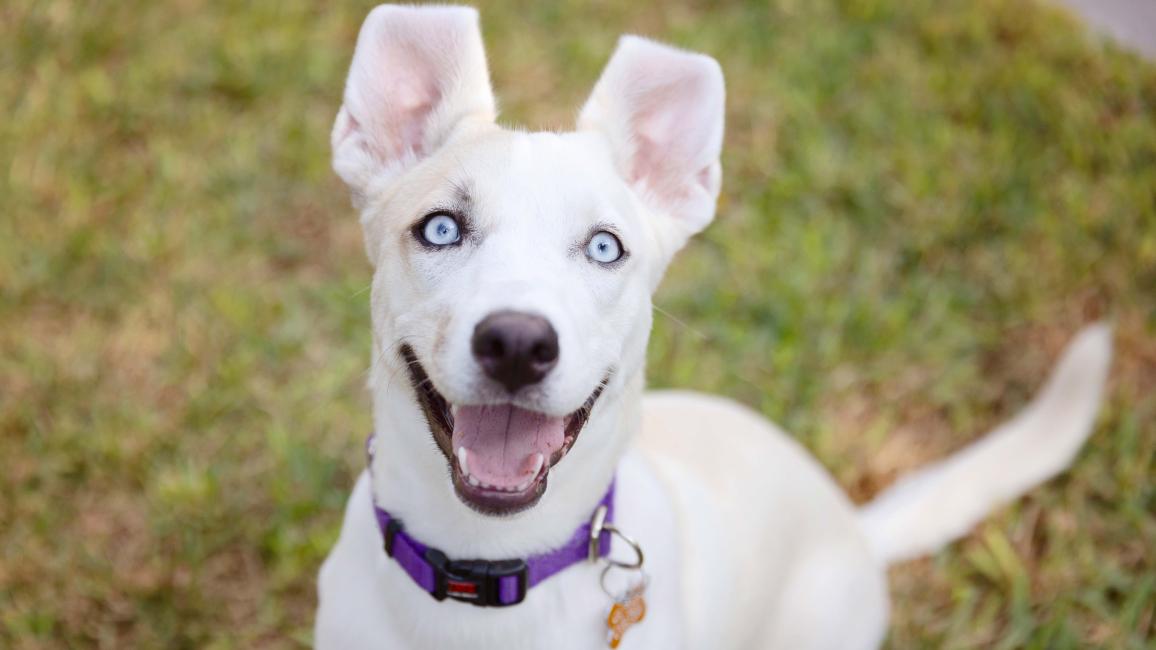 Elle the smiling white puppy with blue eyes outside on grass
