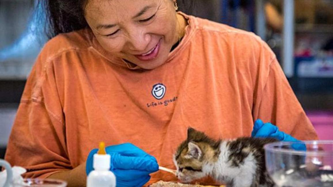 volunteer kitten feeding sophia