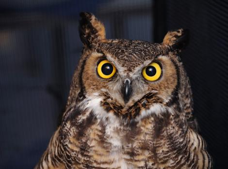 Great-Horned-Owl-rehab-8091.jpg