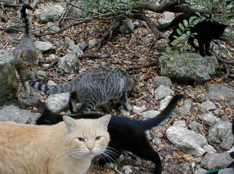 San-Antonio-Community-Cats-Project-Japanese-Tea-Garden.jpg