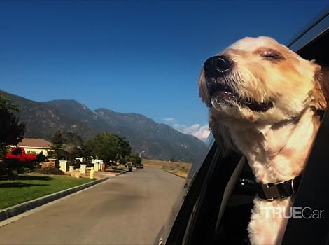 TrueCar-shelter-dog-joy-ride-terrier.jpg