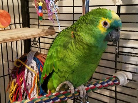 Blue-fronted-Amazon-parrot-Roz-New-Home.jpg