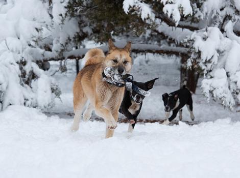 Dogs-snow-Day-FreyaSaberPinwheelSnow5139MW.jpg
