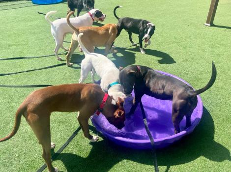 Group of dogs in a play group, some in a purple kiddie poop