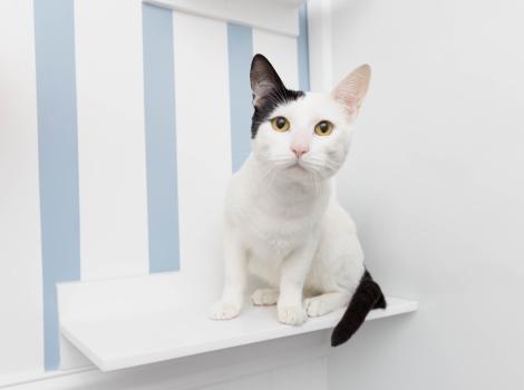 Black and white cat sitting on a shelf with blue and white striped wallpaper behind him