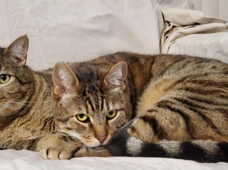 hance (L) and Barclay (R) are two cats that had their adoption fees paid during Best Friends Animal Society's Pay It Forward cam