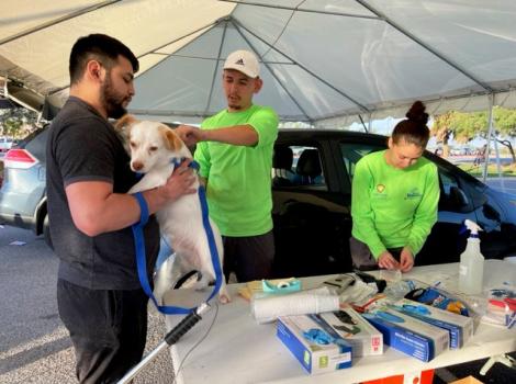 Small white and tan dog being vaccinated at the 12-hour vaccination clinic for all pets in the Rio Grande Valley