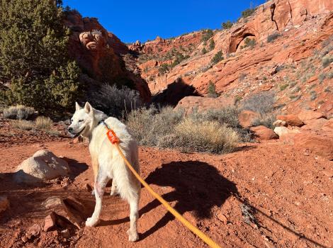 Jovie the dog out on a walk on a path by red rock cliffs