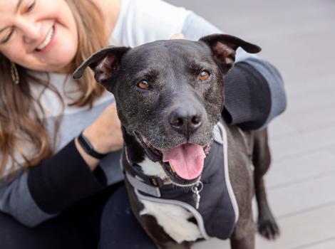 Smiling person behind an aging black and white pit-bull-type dog who is smiling