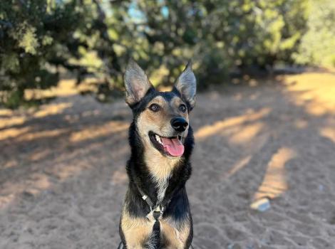 Jalapeño the dog, smiling, while sitting on sand in front of some trees