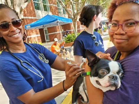 One person holding a Boston terrier while another person administers a vaccination