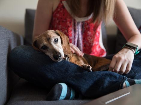 Senior dachshund dog lying in a person's lap
