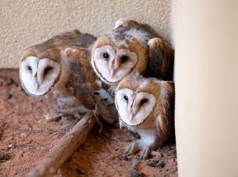 Baby owls after they've matured in rehabilitation