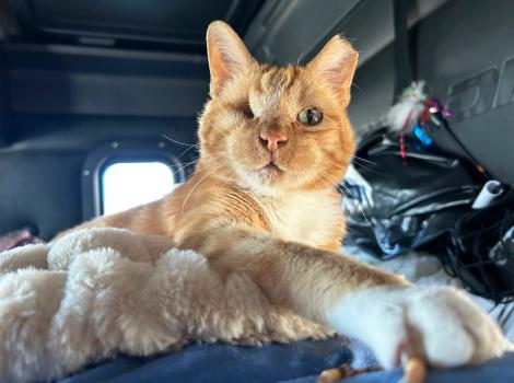 Captain Pearl the cat in the truck with his front paw outstretched forward