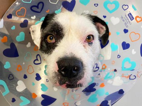 Rexie the dog wearing a decorative protective cone embellished with blue and orange hearts