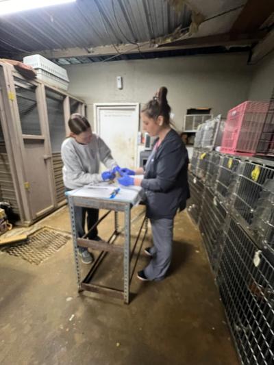 Two people doing a medical procedure on an animal on a table surrounded by kennels