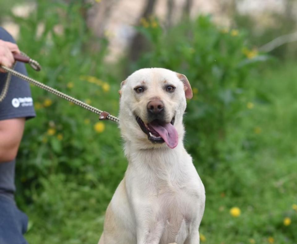 Labrador type dog with tongue sticking out and front paw raised outside on a leash