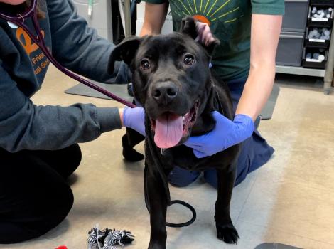 Boone the dog receiving a veterinary exam