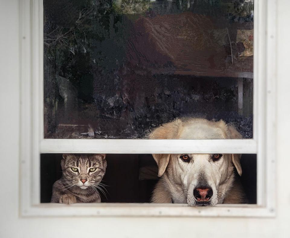 Dog and Cat looking out window