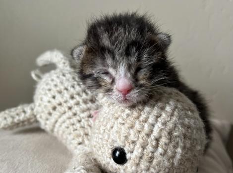 Fizz the young kitten with eyes still closed with head lying on a knitted toy